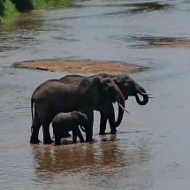 Two Elephants with a little one